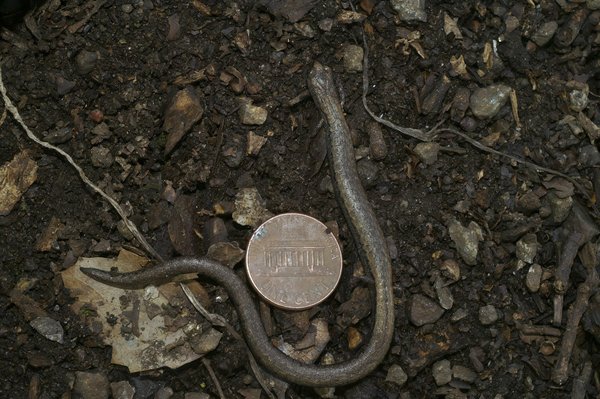 Top reasons to choose the best prop firm: wegetfund vs true forex funds